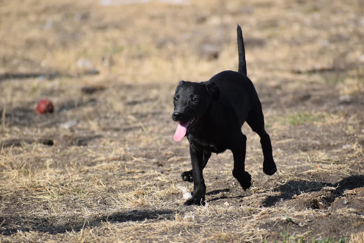 Lángos, male Mixed Breed for adoption at Kutyaovi Állatvédő Egyesület