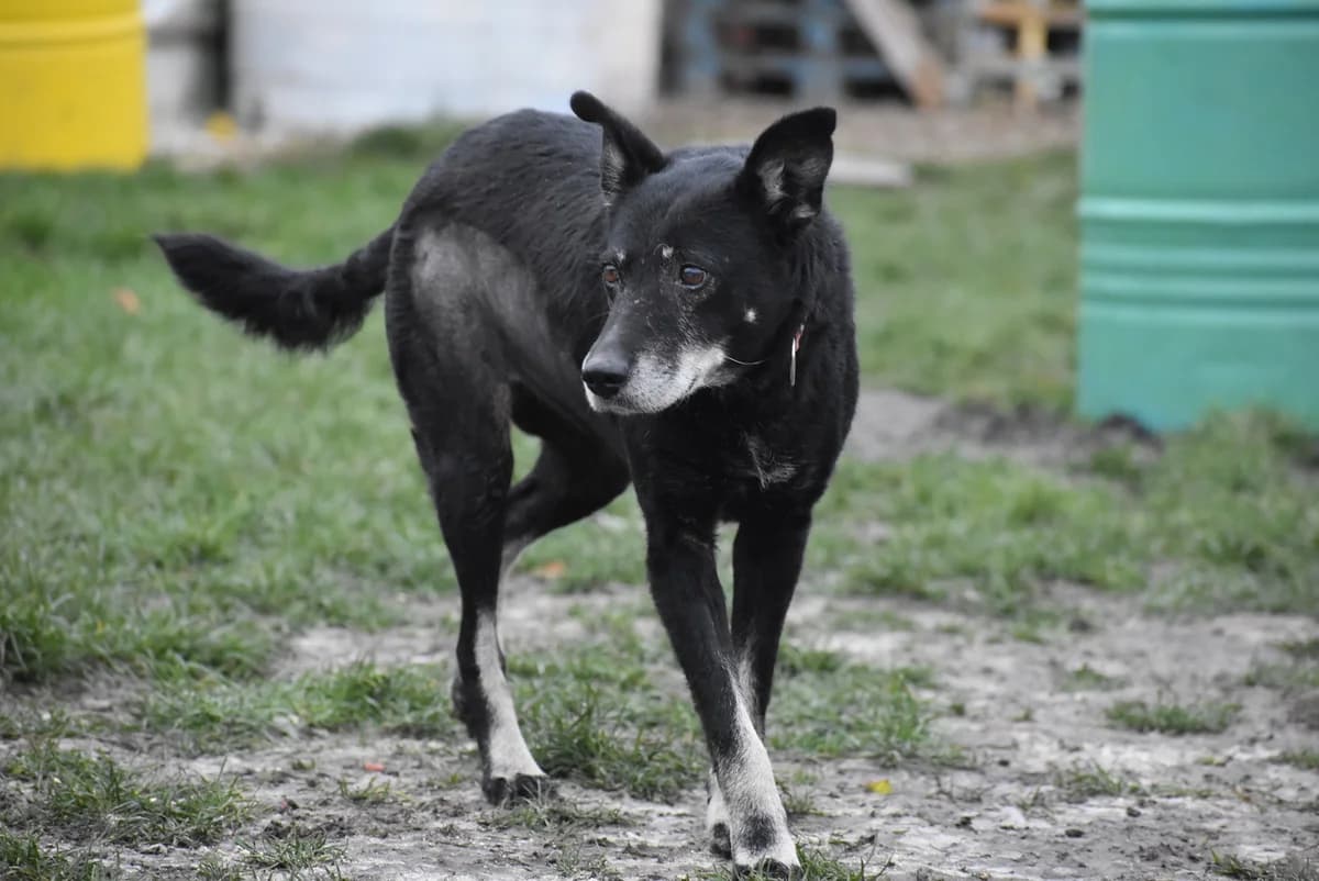 Hermina, female Mixed Breed for adoption at Kutyaovi Állatvédő Egyesület