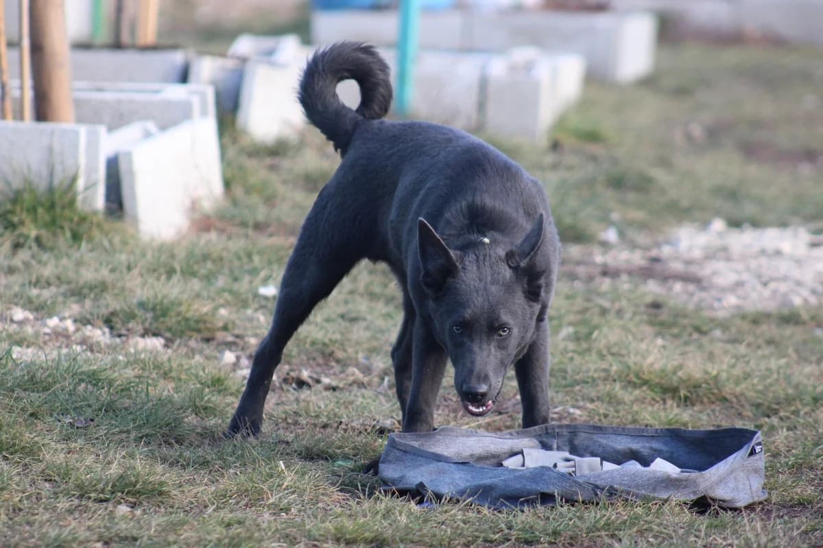 Graffiti, male puppy Mixed Breed for adoption at Kutyaovi Állatvédő Egyesület