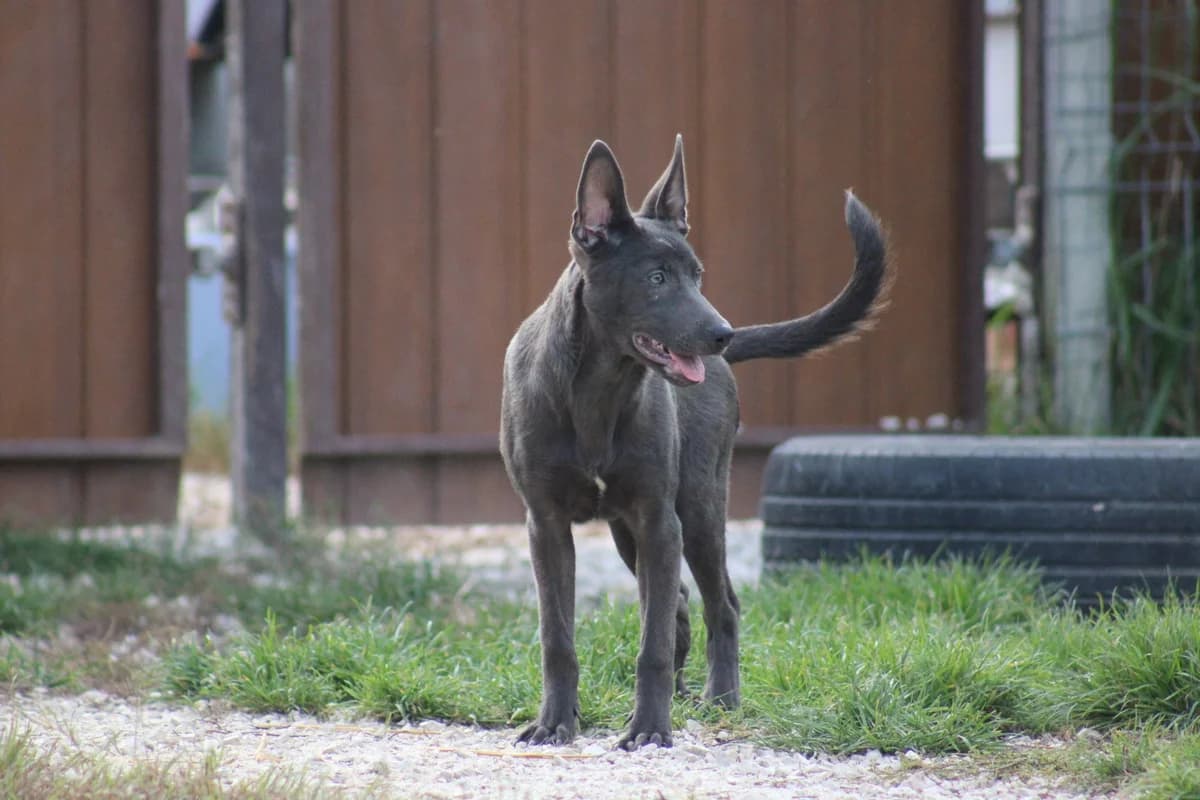 Gerle, female Mixed Breed for adoption at Kutyaovi Állatvédő Egyesület