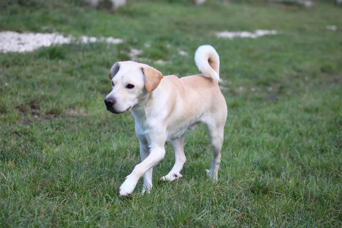 Bambusz, male young Mixed Breed for adoption at Kutyaovi Állatvédő Egyesület
