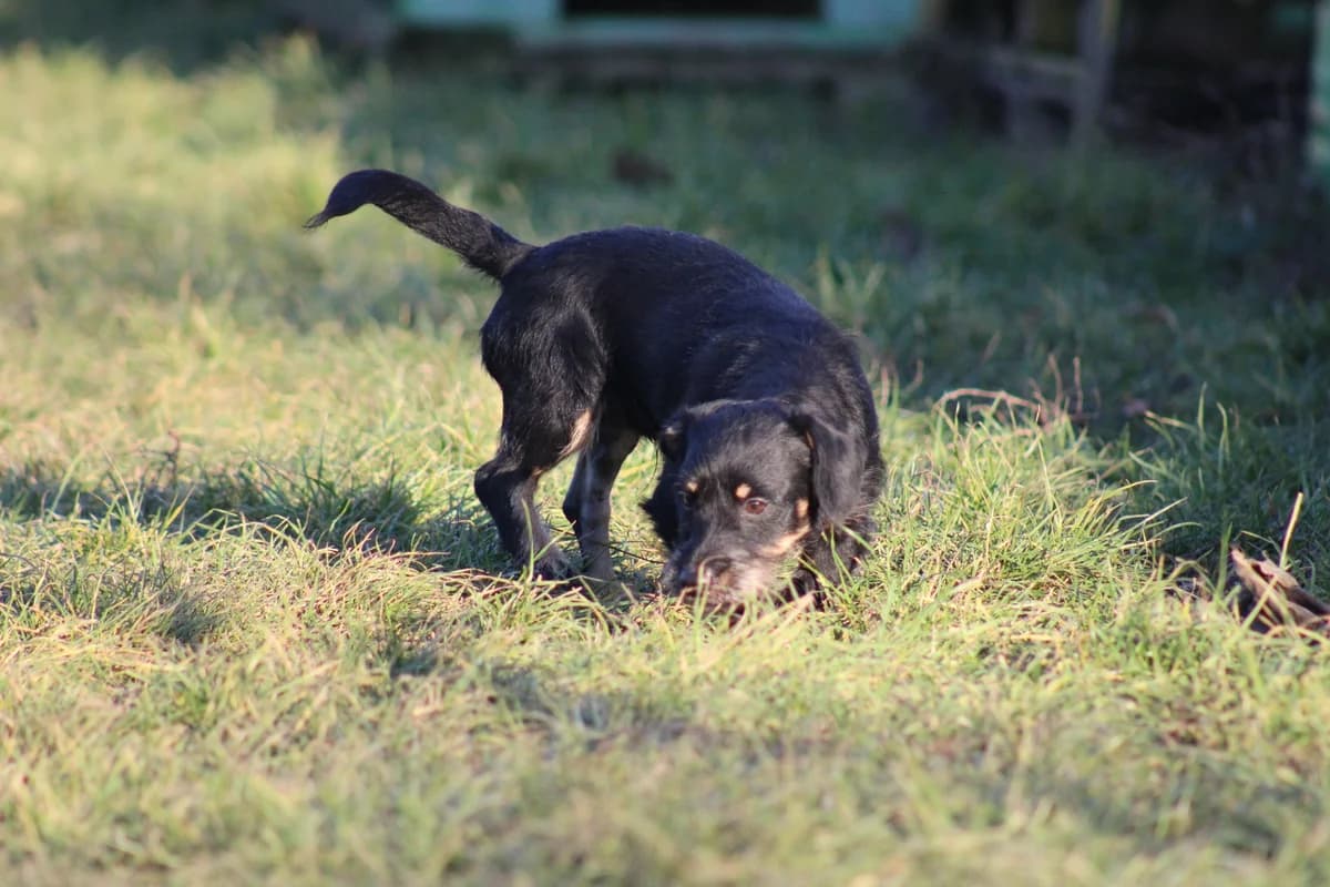 Artúr, male puppy Mixed Breed for adoption at Kutyaovi Állatvédő Egyesület