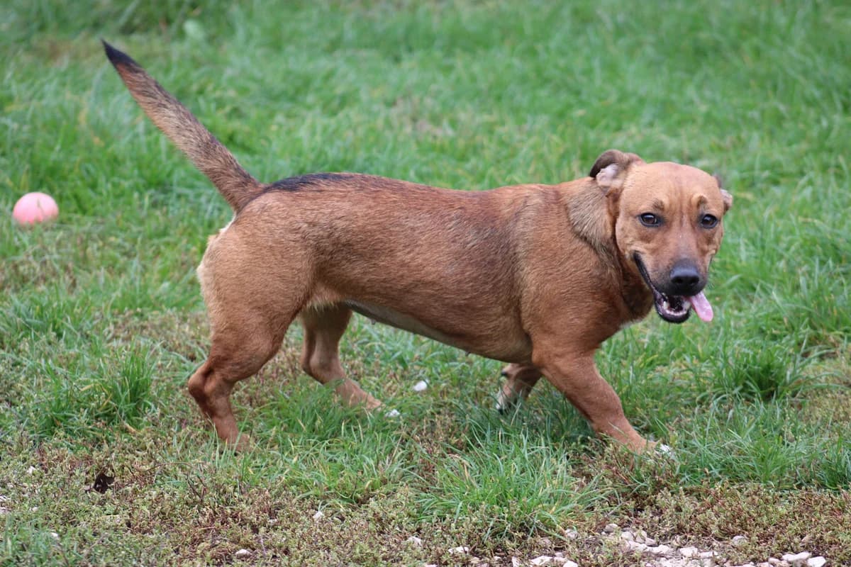 Kistarcsa, female young Mixed Breed for adoption at Kutyaovi Állatvédő Egyesület