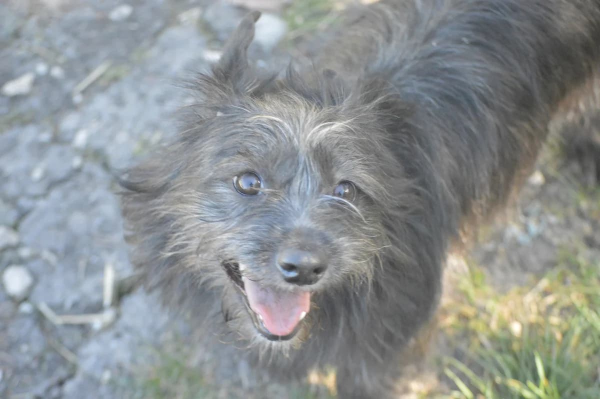 Tulipán, Mixed Breed (Kutyaovi Állatvédő Egyesület)