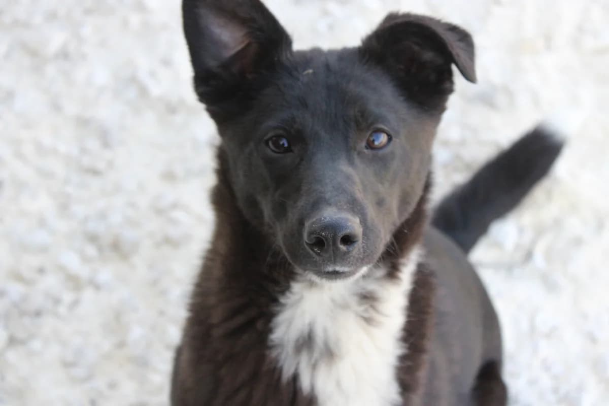 Inci, Mixed Breed (Kutyaovi Állatvédő Egyesület)