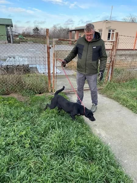 HARMADIK,  (Kutyatár Állatmenhely Kaposvár)