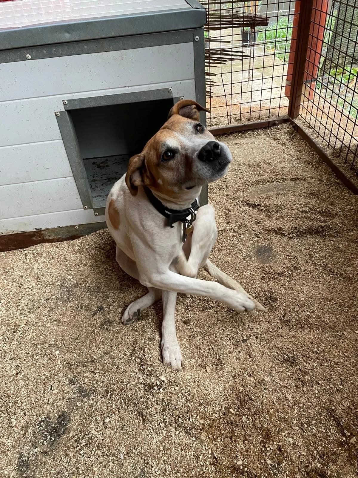 WHISKY,  Staffordshire Bull Terrier for adoption at Kutyatár Állatmenhely Kaposvár