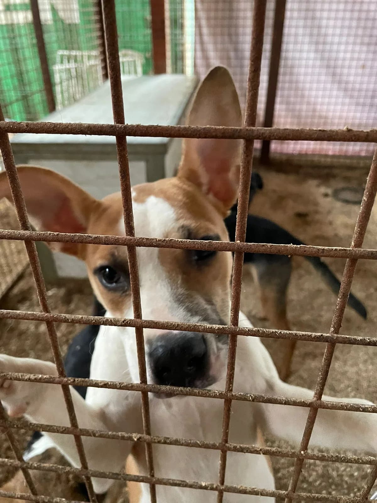 TINA,  Staffordshire Bull Terrier for adoption at Kutyatár Állatmenhely Kaposvár
