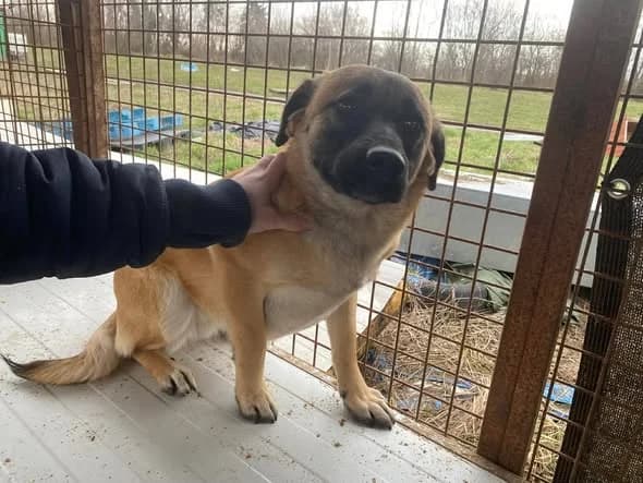 LUKRETIA, mixed breed for adoption at Kutyatár Állatmenhely Kaposvár