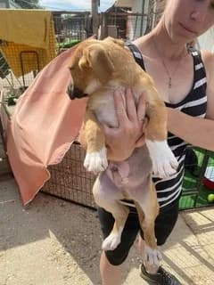 DOBBY,  (Kutyatár Állatmenhely Kaposvár)