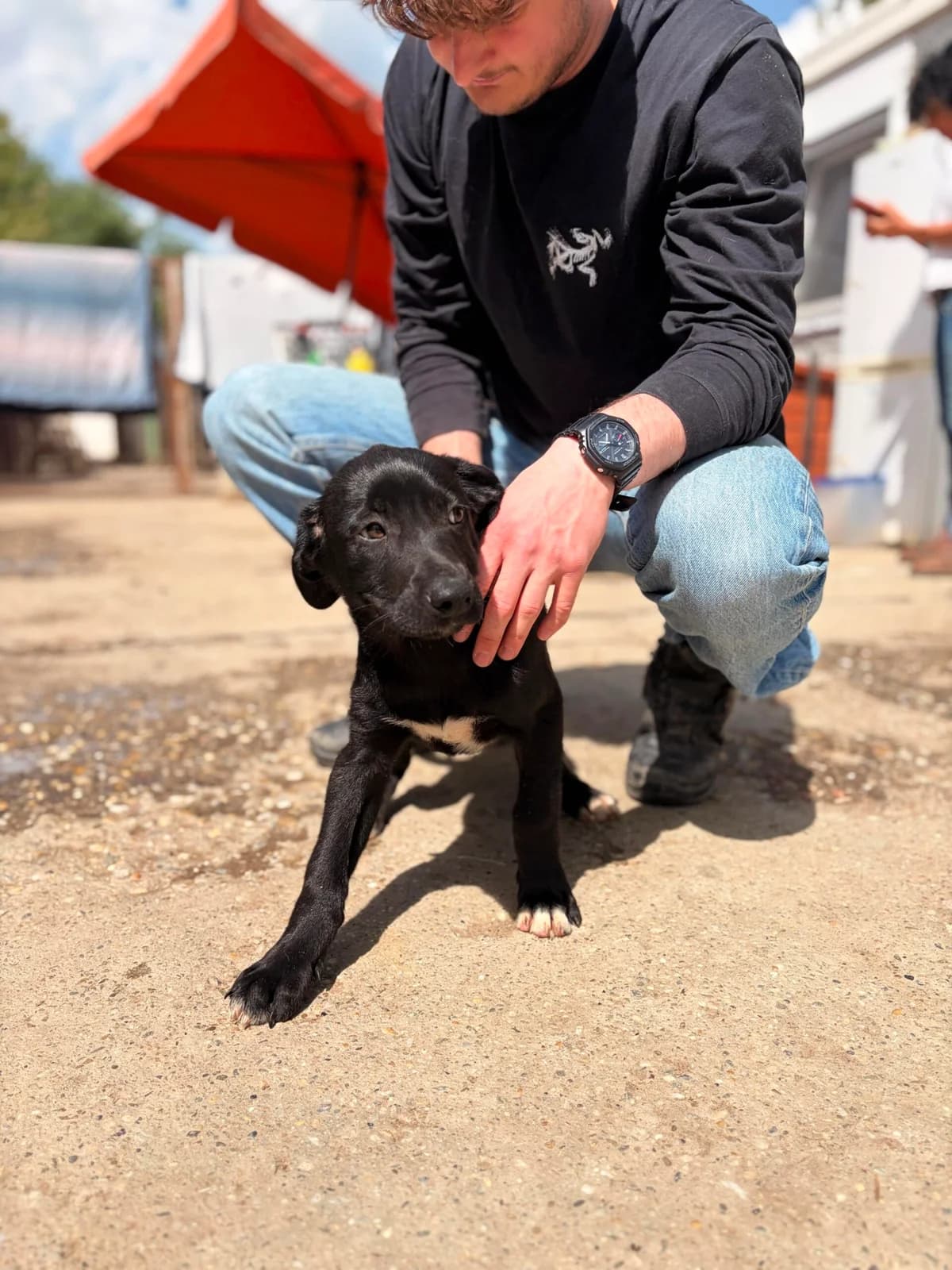 NEVILLE, male mixed breed for adoption at Kutyatár Állatmenhely Kaposvár
