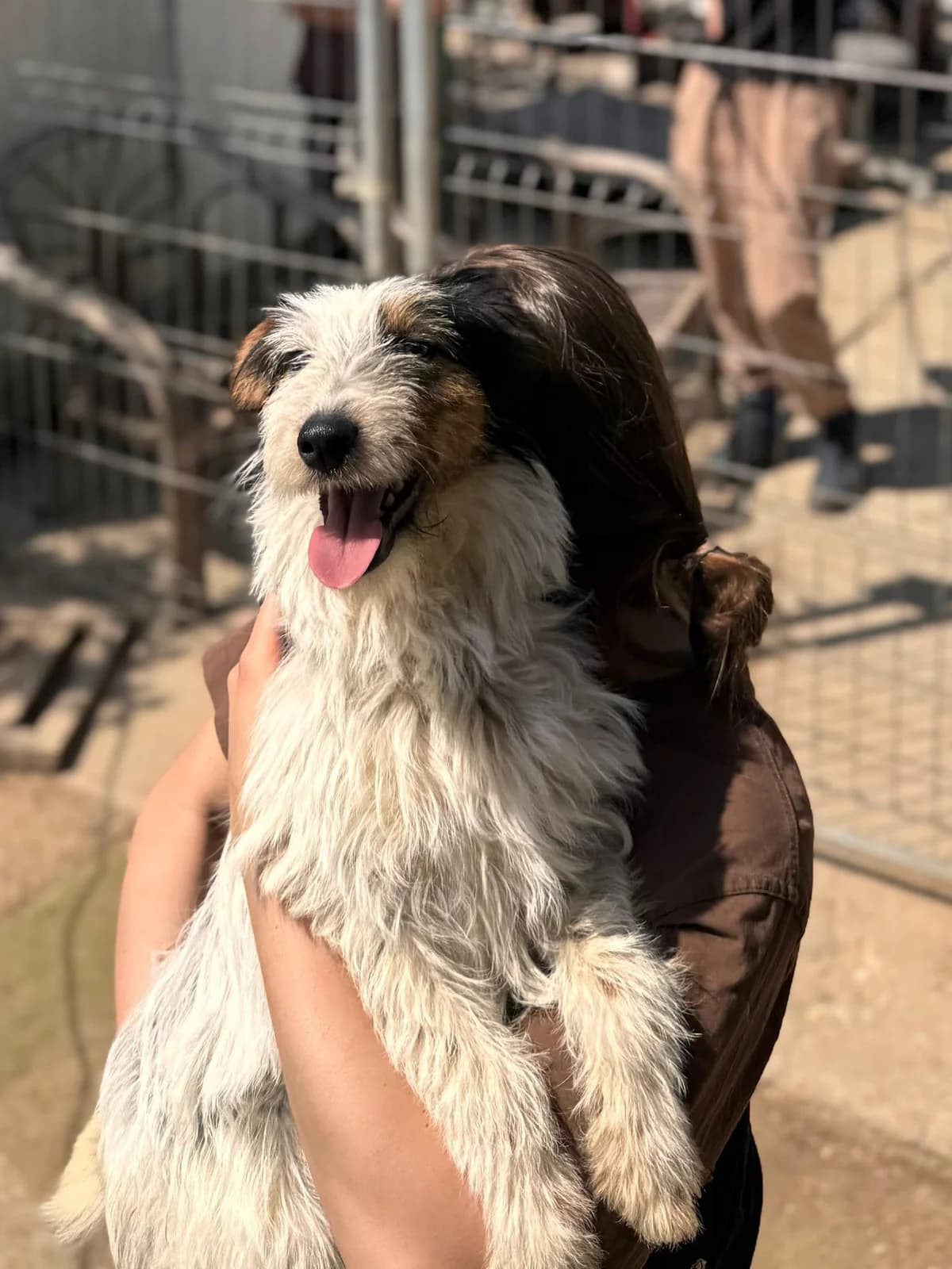 PRESLEY, mixed breed for adoption at Kutyatár Állatmenhely Kaposvár