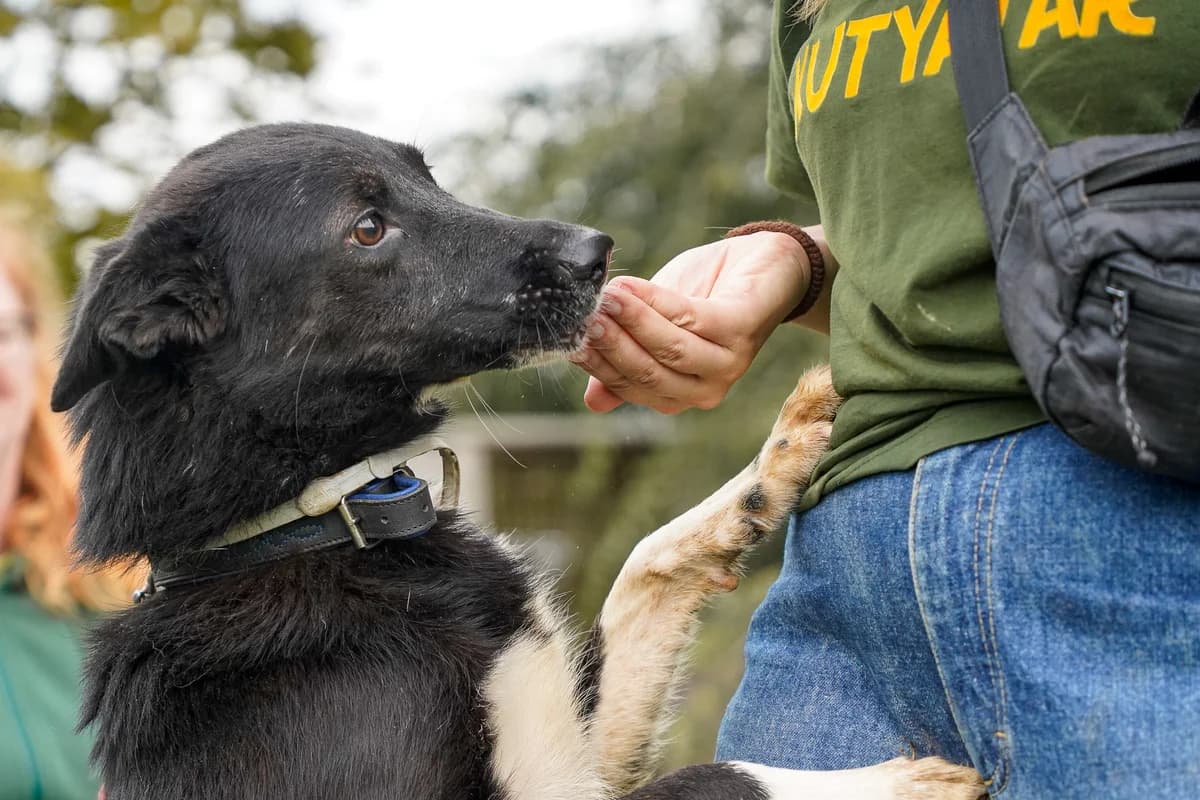 PÖTYI, mixed breed for adoption at Kutyatár Állatmenhely Kaposvár