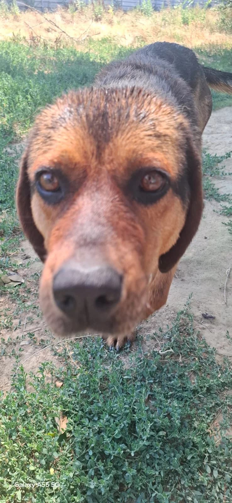 BONNIE,  mixed breed for adoption at Kutyatár Állatmenhely Kaposvár