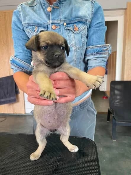 FRIEDA, female Pug for adoption at Kutyatár Állatmenhely Kaposvár