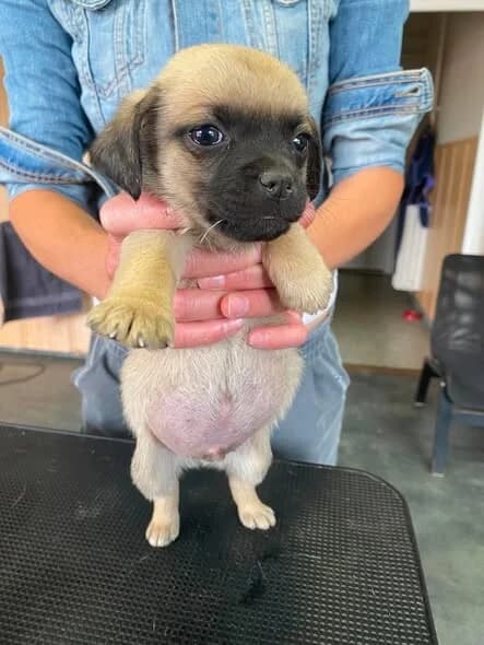FRITZ, male Pug for adoption at Kutyatár Állatmenhely Kaposvár