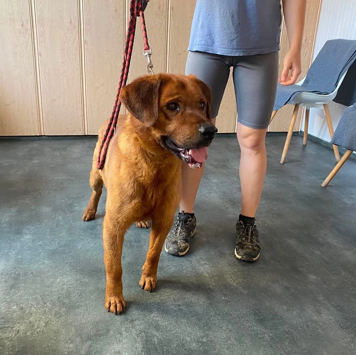 SANTOS,  mixed breed for adoption at Kutyatár Állatmenhely Kaposvár