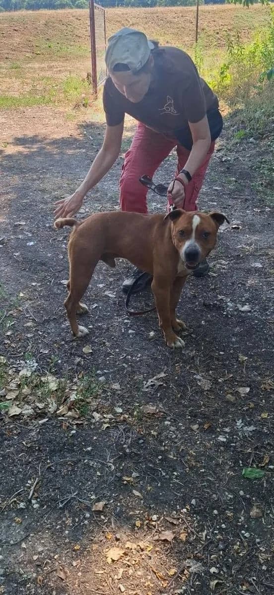 MEXI,  mixed breed for adoption at Kutyatár Állatmenhely Kaposvár