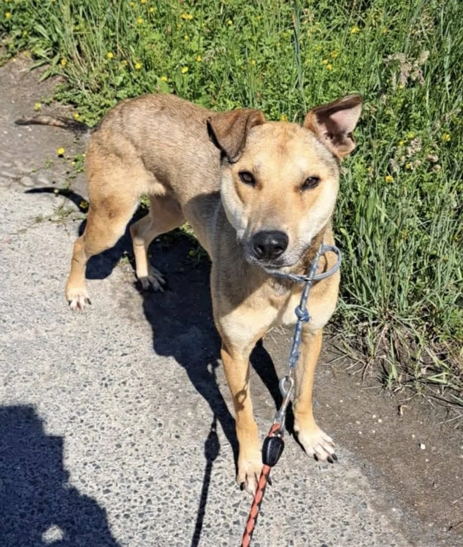 ROCKY,  mixed breed for adoption at Kutyatár Állatmenhely Kaposvár