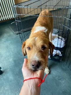 FILOU Lefoglalva,  mixed breed for adoption at Kutyatár Állatmenhely Kaposvár