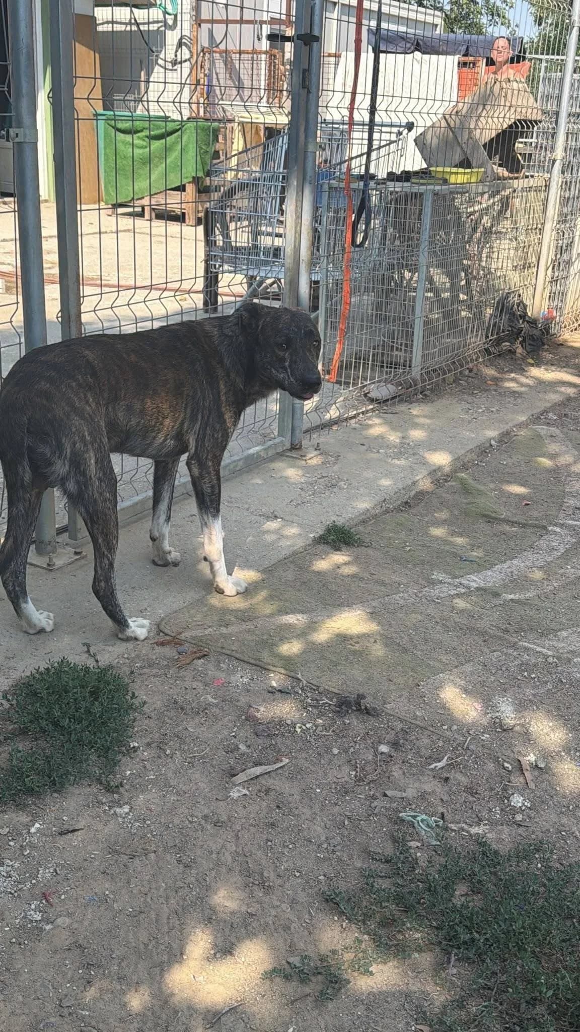 FRANKLIN,  mixed breed for adoption at Kutyatár Állatmenhely Kaposvár