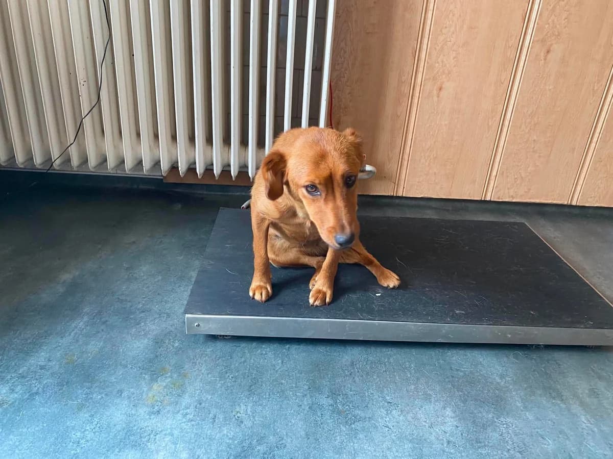 RONJA,  mixed breed for adoption at Kutyatár Állatmenhely Kaposvár