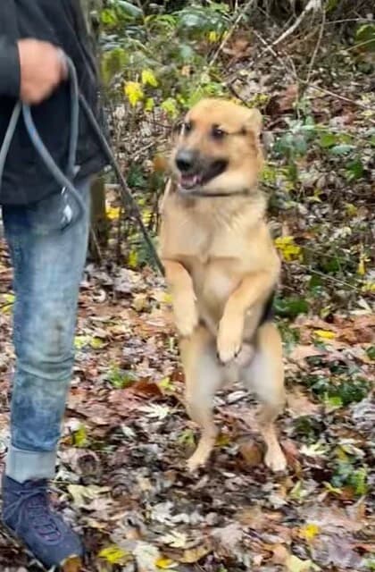 KETTYO,  mixed breed for adoption at Kutyatár Állatmenhely Kaposvár
