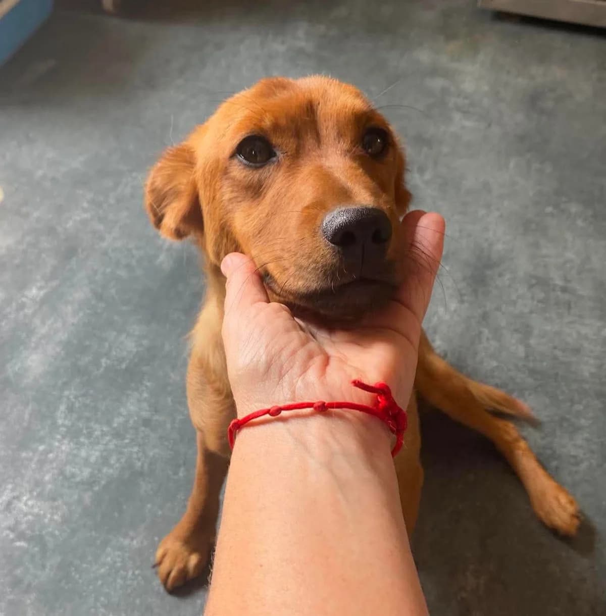 RONJA,  mixed breed for adoption at Kutyatár Állatmenhely Kaposvár