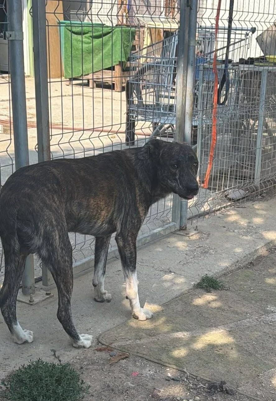 FRANKLIN,  mixed breed for adoption at Kutyatár Állatmenhely Kaposvár