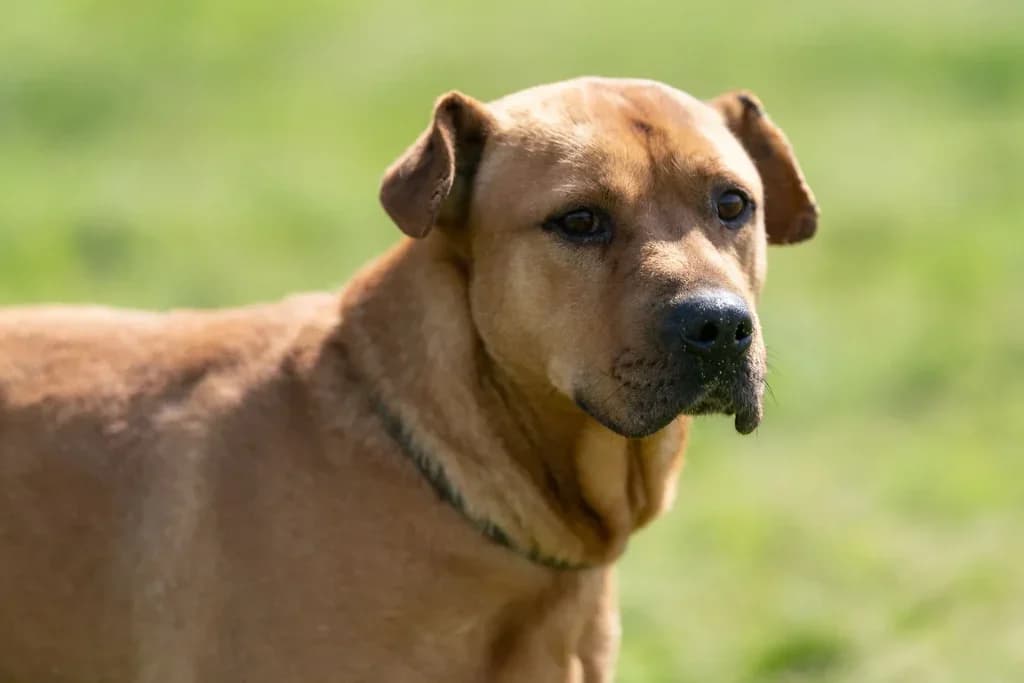 BÁNYÁSZ,  mixed breed for adoption at Kutyatár Állatmenhely Kaposvár