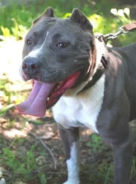 BUCZKO/BUCKÓ,  Staffordshire Bull Terrier for adoption at Kutyatár Állatmenhely Kaposvár