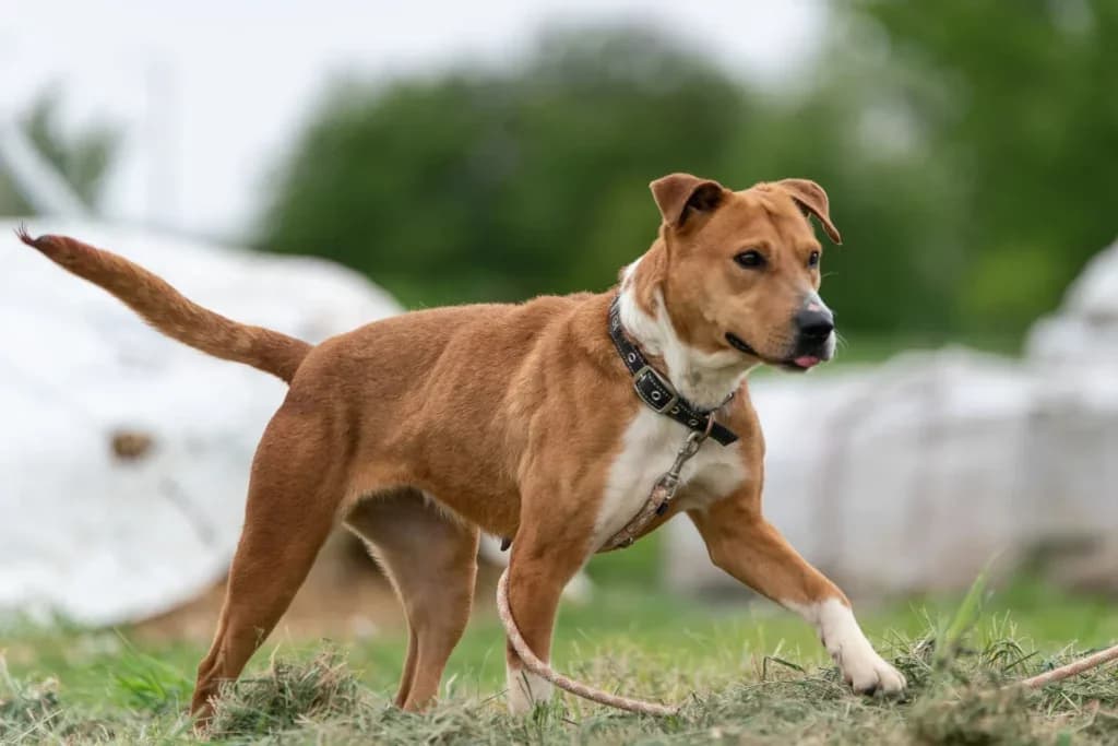 DALMA,  Staffordshire Bull Terrier for adoption at Kutyatár Állatmenhely Kaposvár