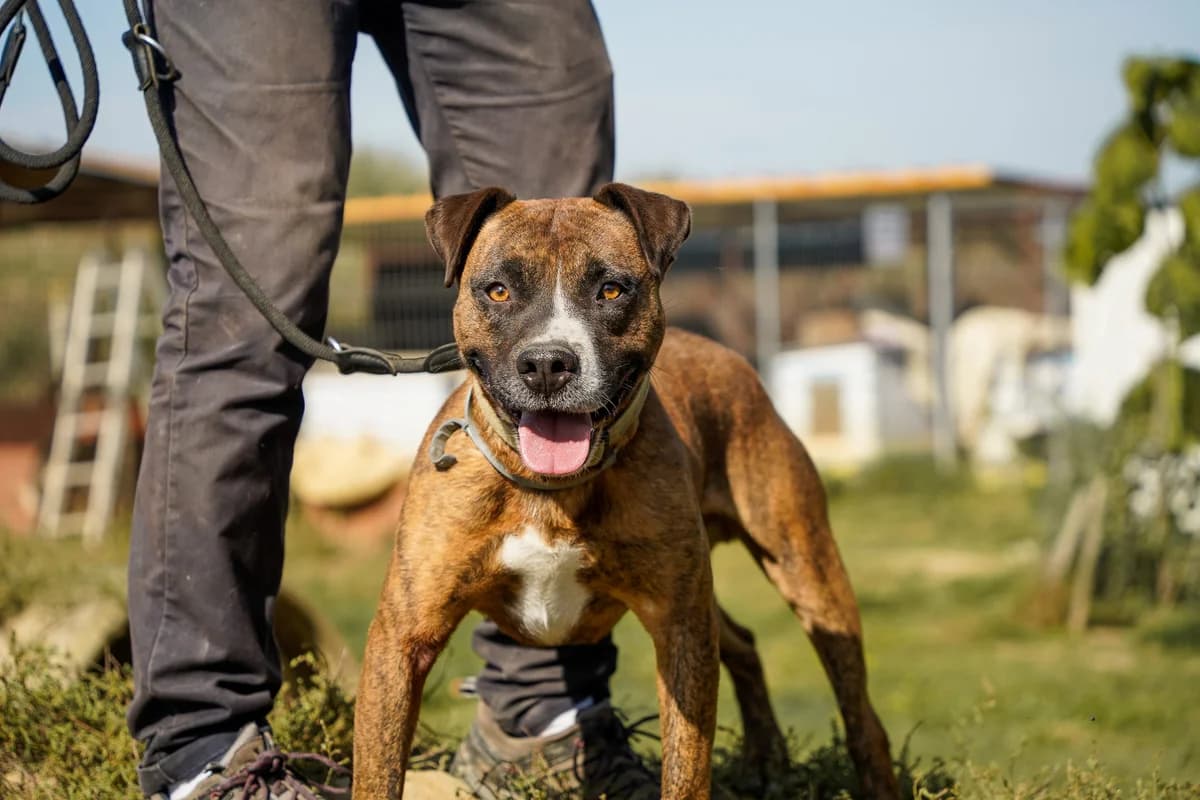 DEZSŐ,  mixed breed for adoption at Kutyatár Állatmenhely Kaposvár