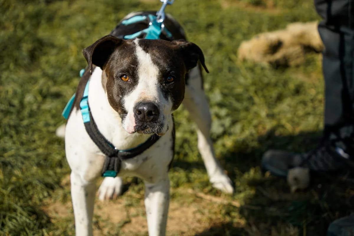 HEIDI,  Mixed Breed for adoption at Kutyatár Állatmenhely Kaposvár