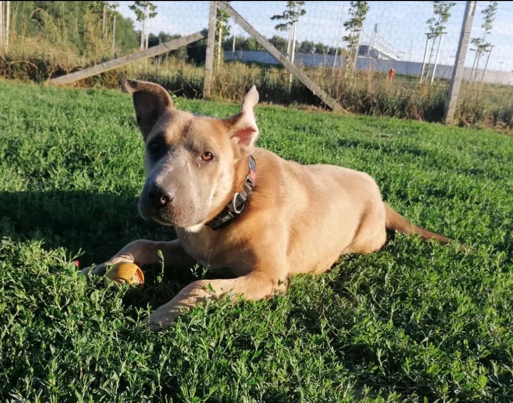 ISABELL,  Staffordshire Bull Terrier for adoption at Kutyatár Állatmenhely Kaposvár