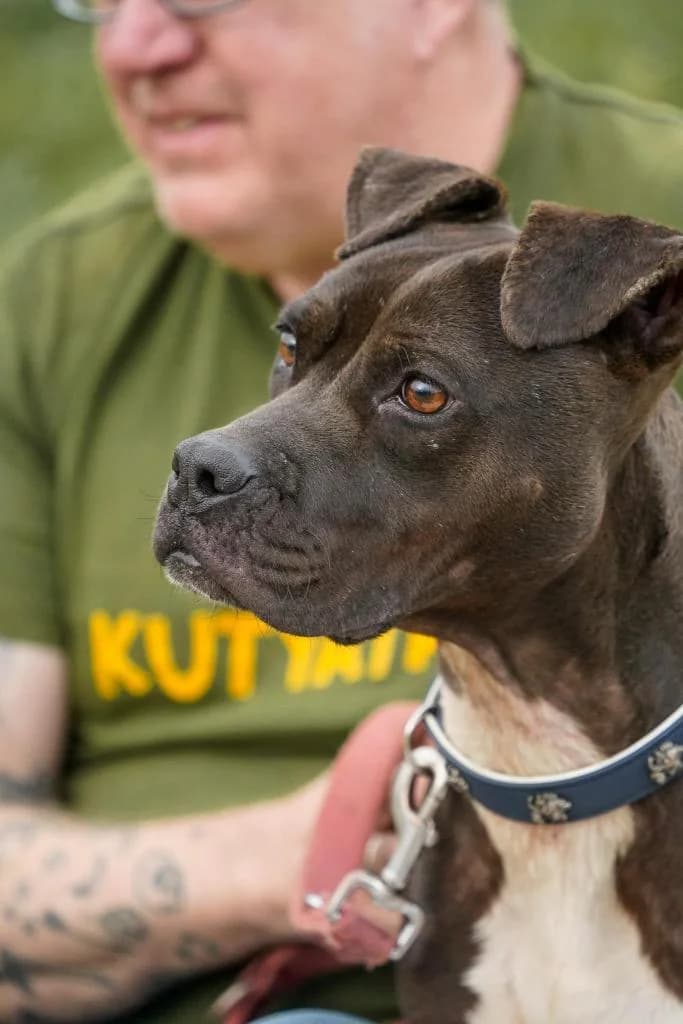 KATICA,  Staffordshire Bull Terrier for adoption at Kutyatár Állatmenhely Kaposvár