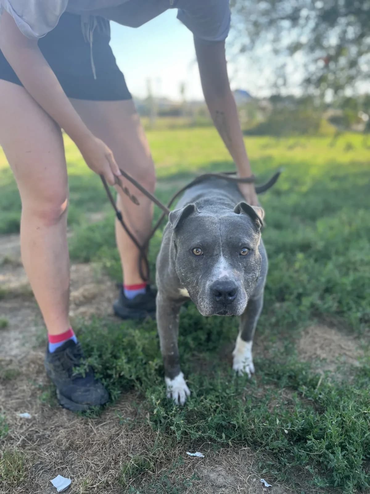 KILLER,  Staffordshire Bull Terrier for adoption at Kutyatár Állatmenhely Kaposvár