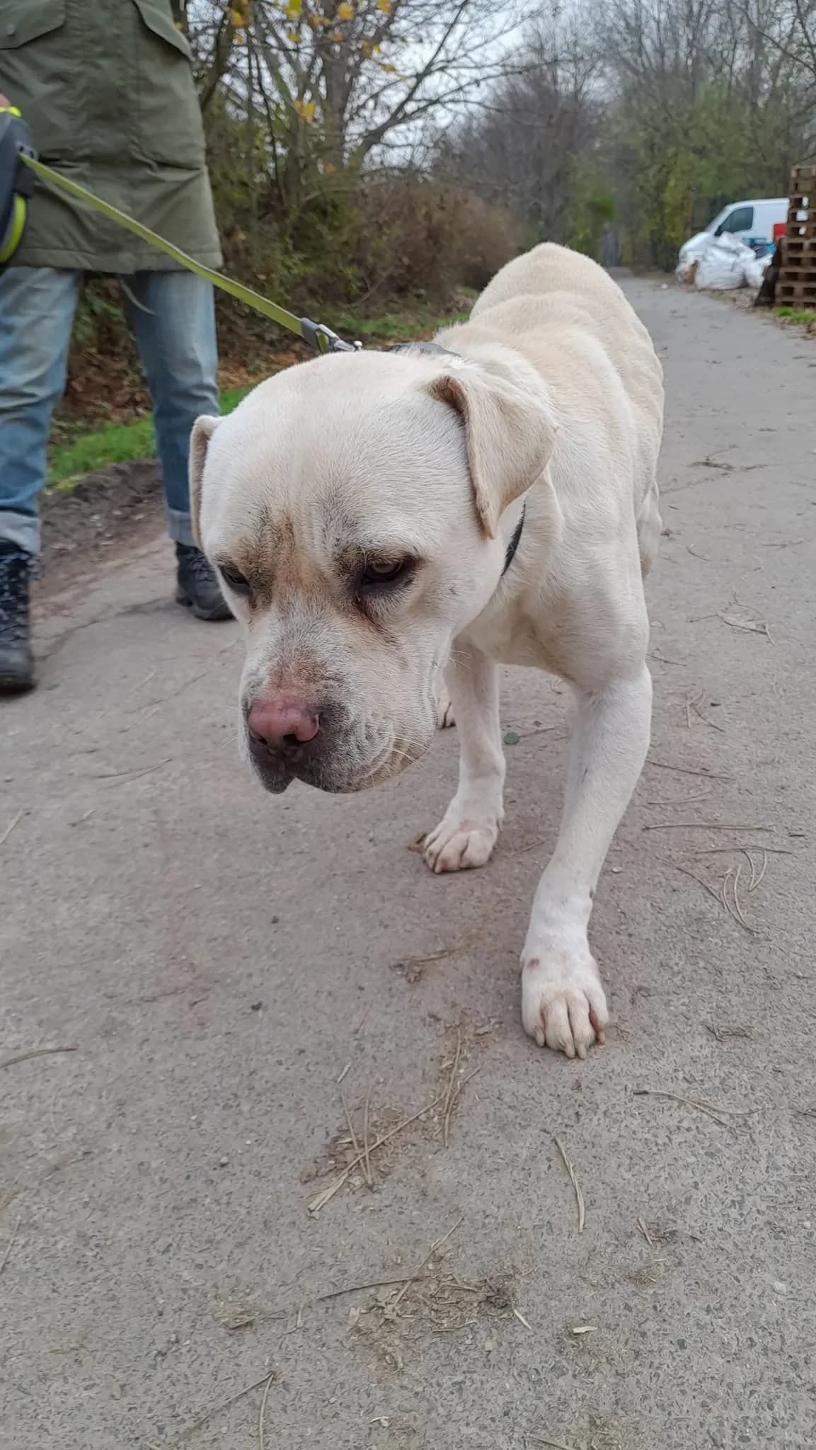 LABANC,  Staffordshire Bull Terrier for adoption at Kutyatár Állatmenhely Kaposvár