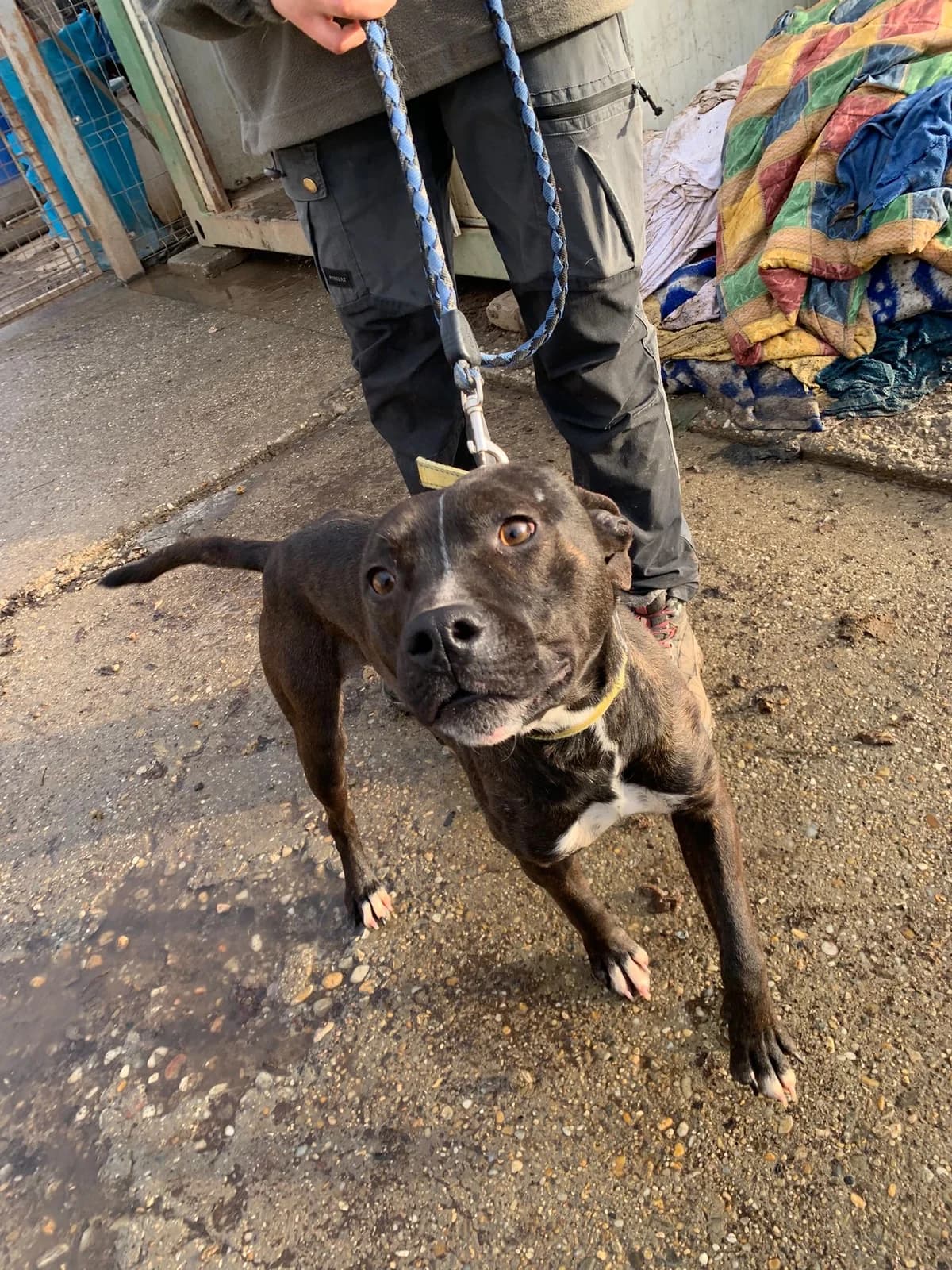 FOURTY,  Mixed Breed for adoption at Kutyatár Állatmenhely Kaposvár