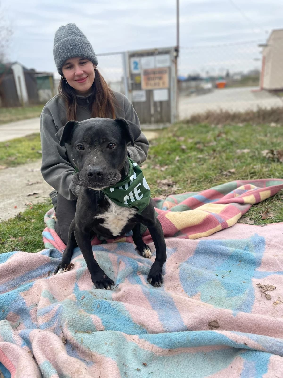 HÉDI,  Staffordshire Bull Terrier for adoption at Kutyatár Állatmenhely Kaposvár