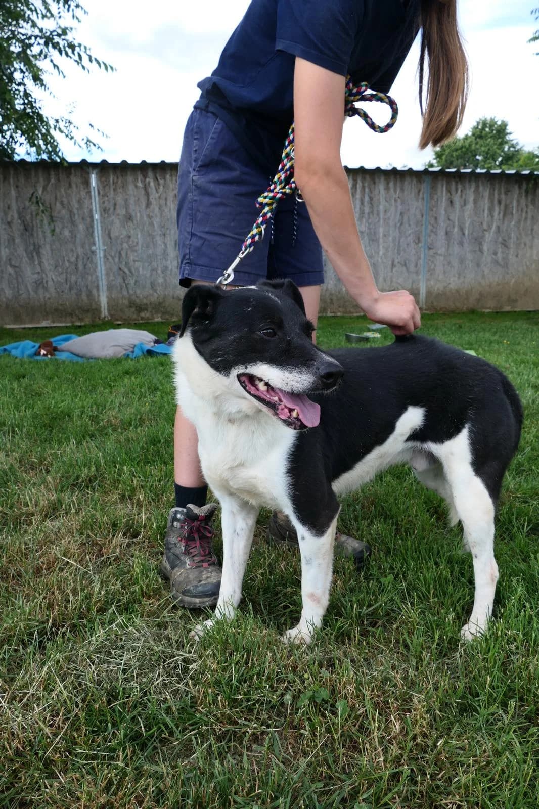 GÖMBI,  mixed breed for adoption at Kutyatár Állatmenhely Kaposvár