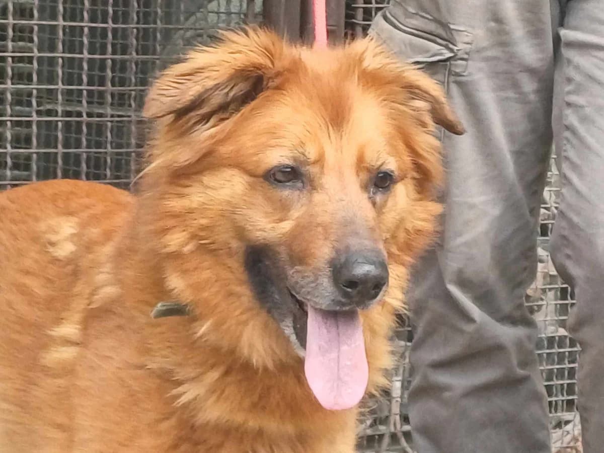 ZSÖMI,  mixed breed for adoption at Kutyatár Állatmenhely Kaposvár