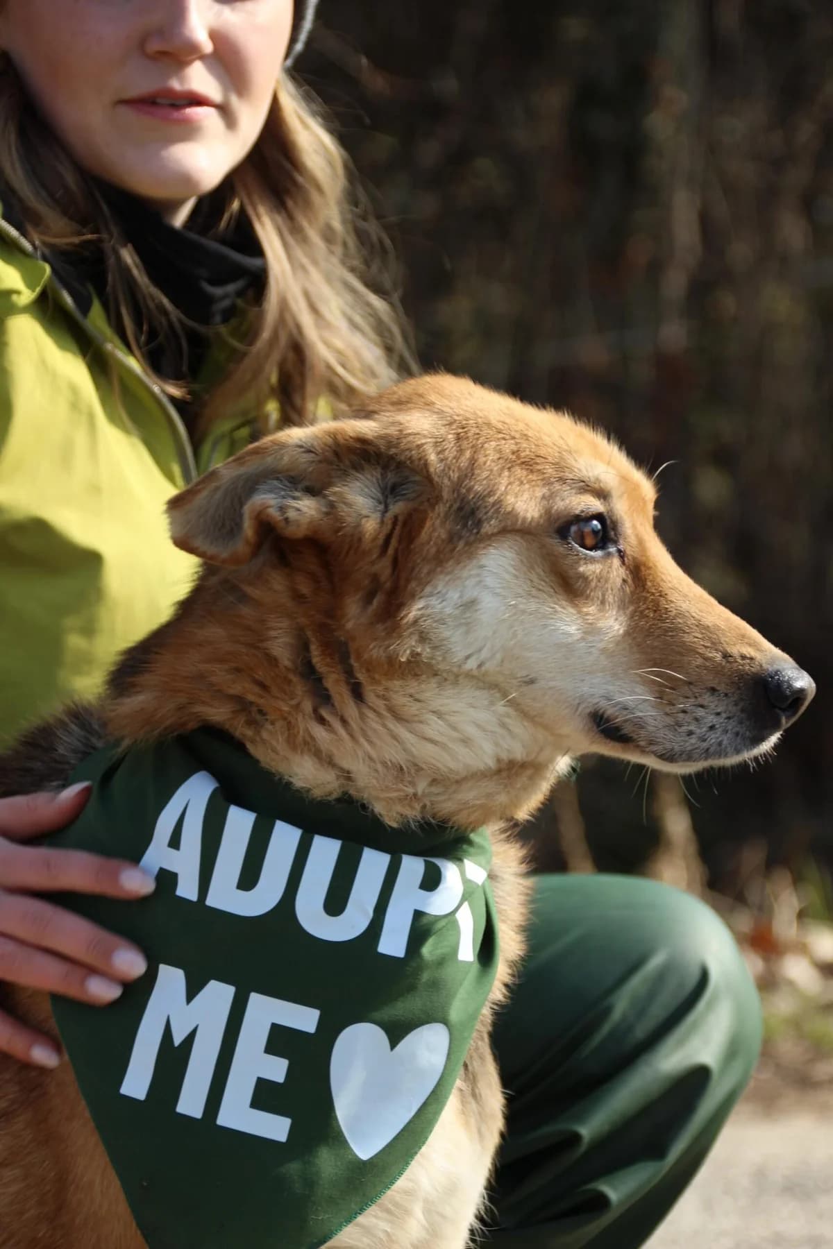 KOMLÓ,  mixed breed for adoption at Kutyatár Állatmenhely Kaposvár