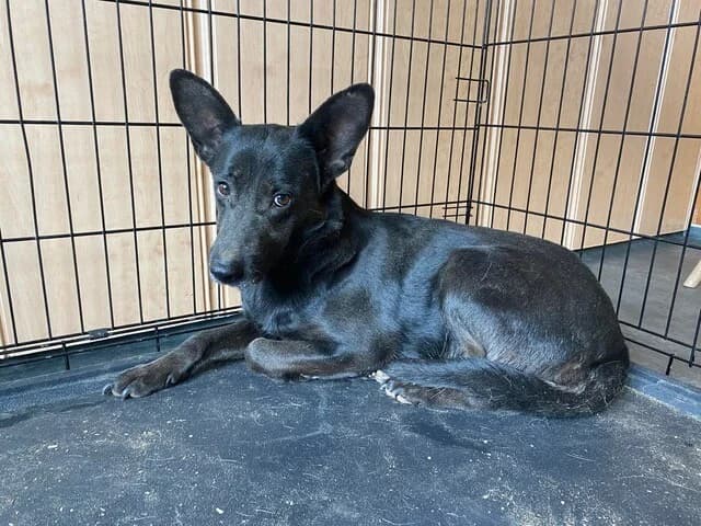 HELEN,  mixed breed for adoption at Kutyatár Állatmenhely Kaposvár