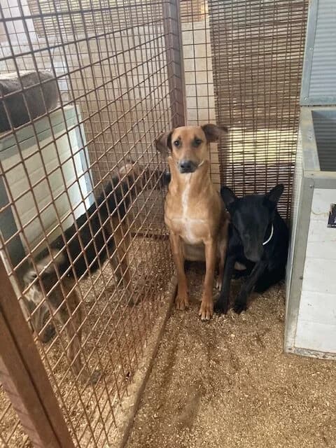 HELENE,  mixed breed for adoption at Kutyatár Állatmenhely Kaposvár