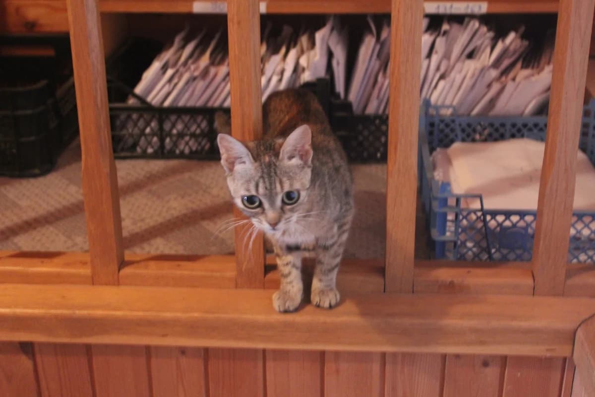 UFO,  mixed breed for adoption at Kutyatár Állatmenhely Kaposvár