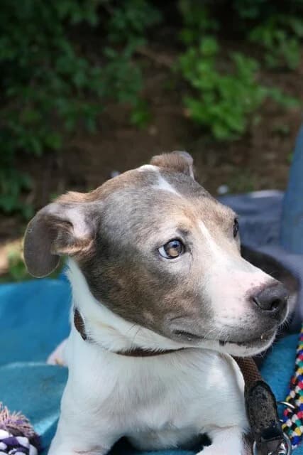 LUA,  mixed breed for adoption at Kutyatár Állatmenhely Kaposvár