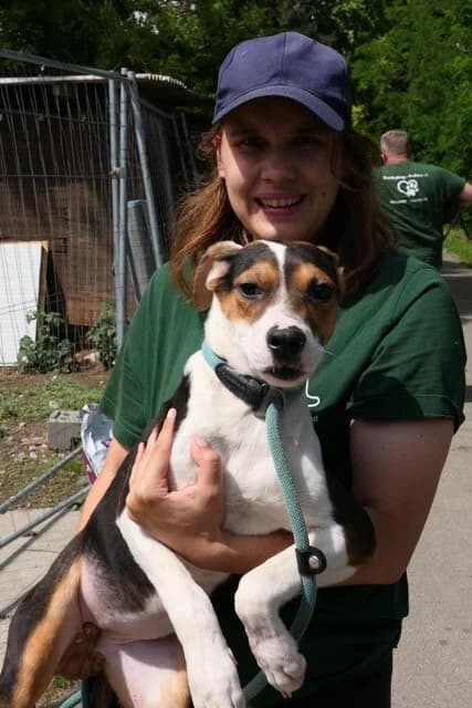 LEA,  mixed breed for adoption at Kutyatár Állatmenhely Kaposvár
