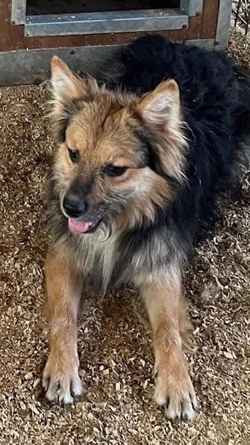 FERO,  Mixed Breed for adoption at Kutyatár Állatmenhely Kaposvár