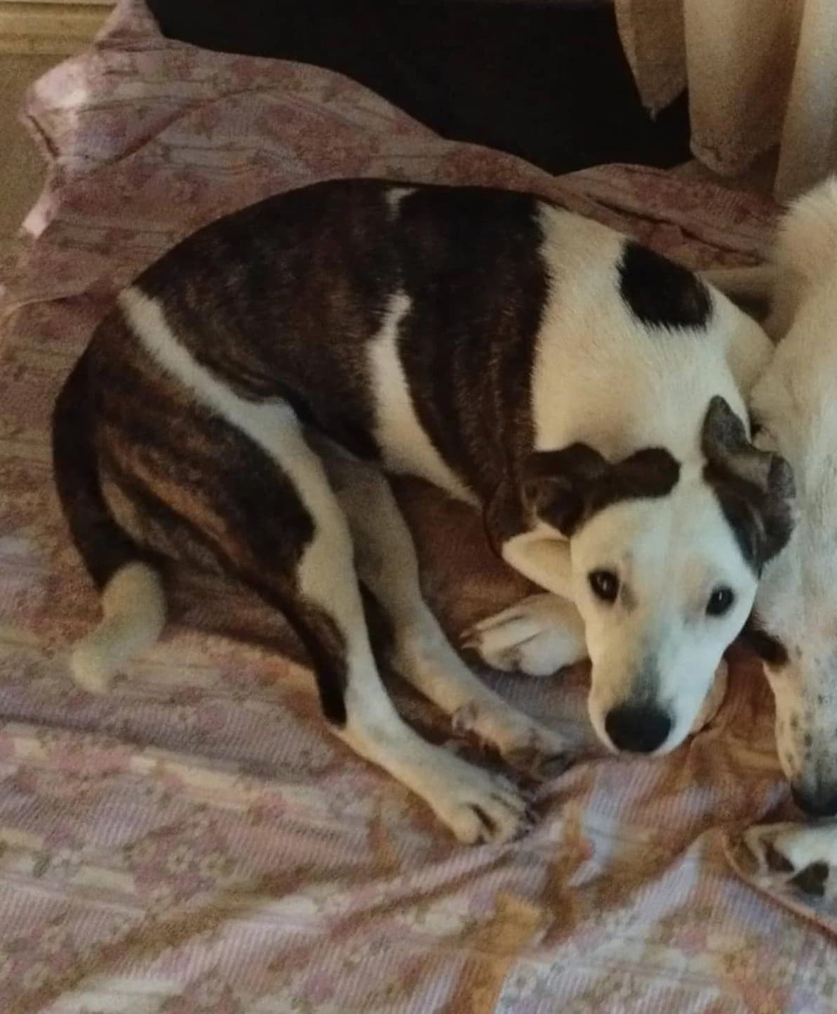 CHANEL,  (Kutyatár Állatmenhely Kaposvár)